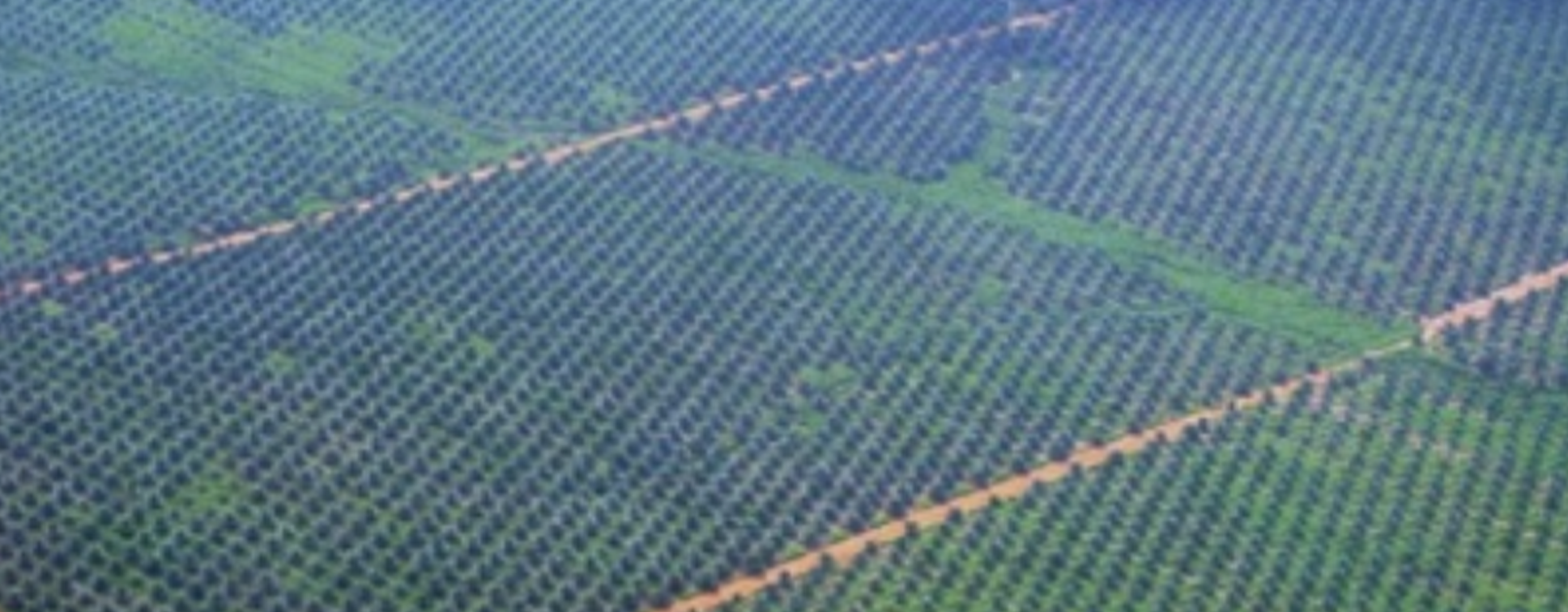 Biocombustibles: mito o realidad