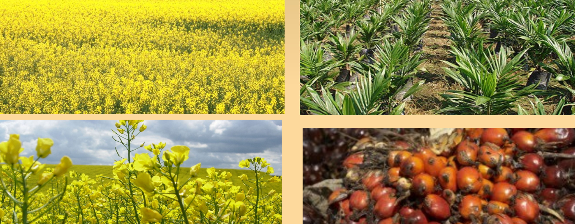 Biocomustibles: investigación de una propuesta de trabajo en el aula